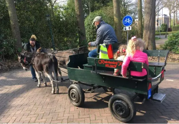 Rides with Teun and Kasper in the Donkey Cart — Geldrop