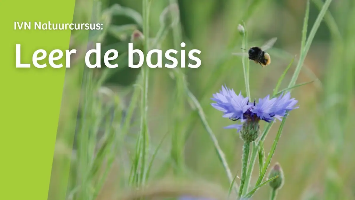 IVN Basiskurs Grün - Block 2 — Best