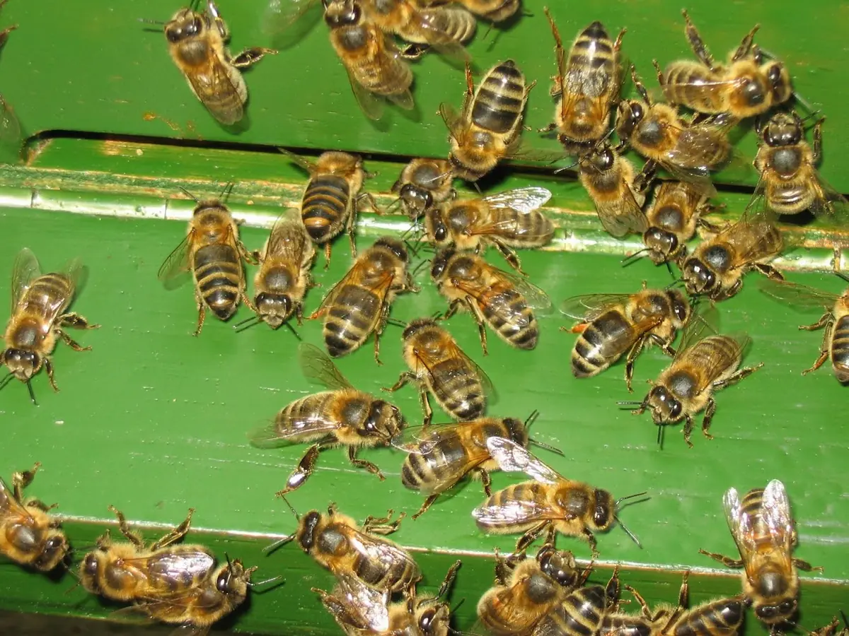 Bijenmertje in de Warande — Kluis 1, achter restaurant de Warande, Helmond