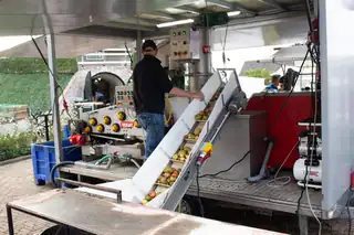 Fruitpressentag & Mühlenmarkt bei der Meule van Wassens