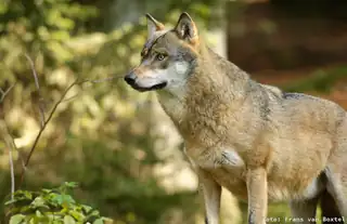 Wolfsexkursion Dwingelderveld