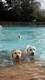 Dog Splash Day