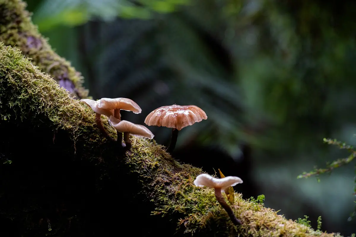 Mushroom Excursion — Steenhopenweg 4Steenhopenweg, Drouwen