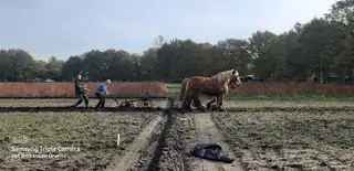 Tag des Zugpferdes