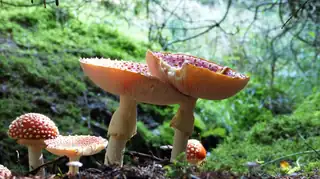 Mushroom walk with guide | 10 am