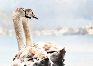 Grünes Café | Vögel in der Wohnumgebung