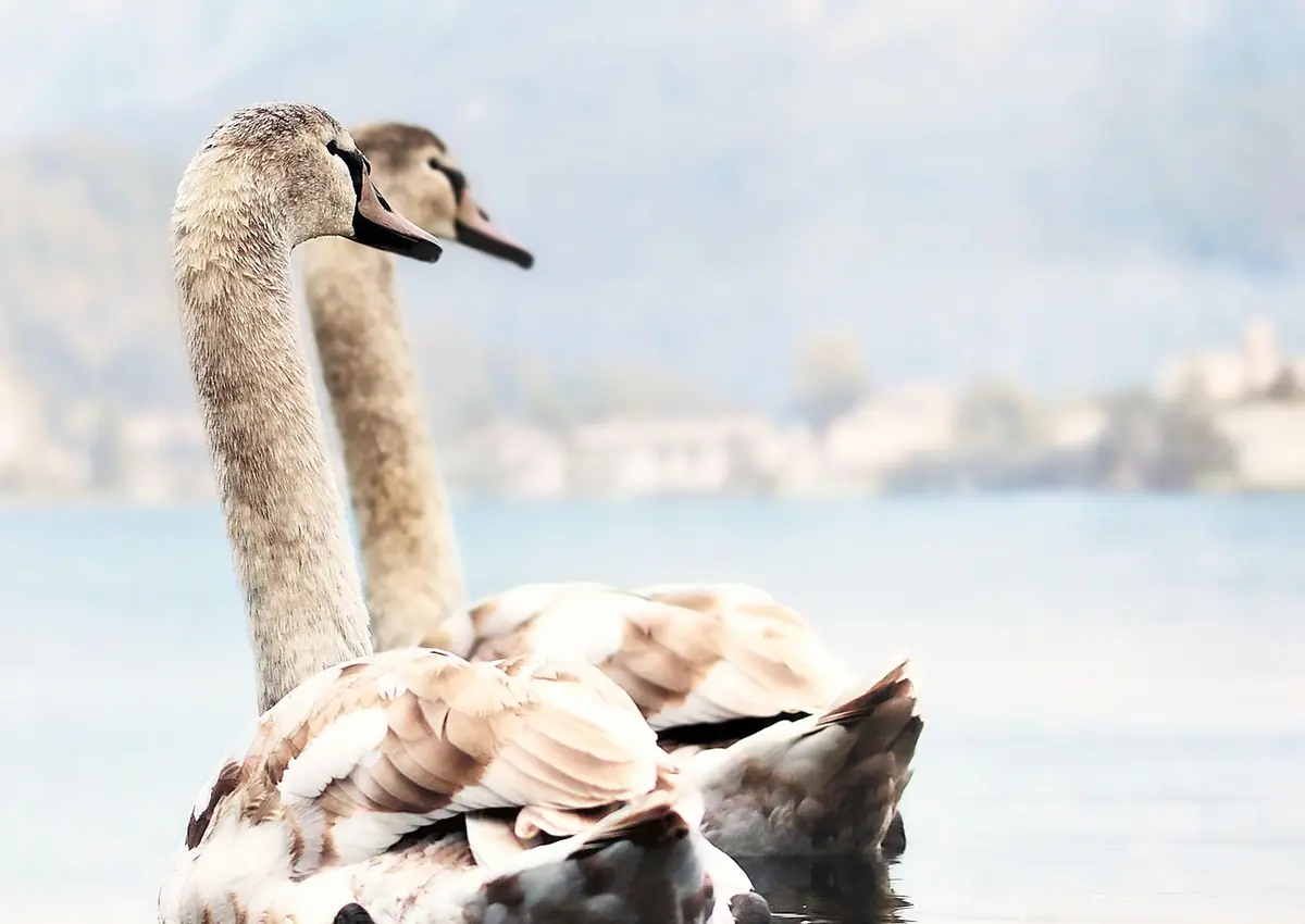 Groencafé | Vogels in de woonomgeving — Lesturgeonplein 6, Vledder