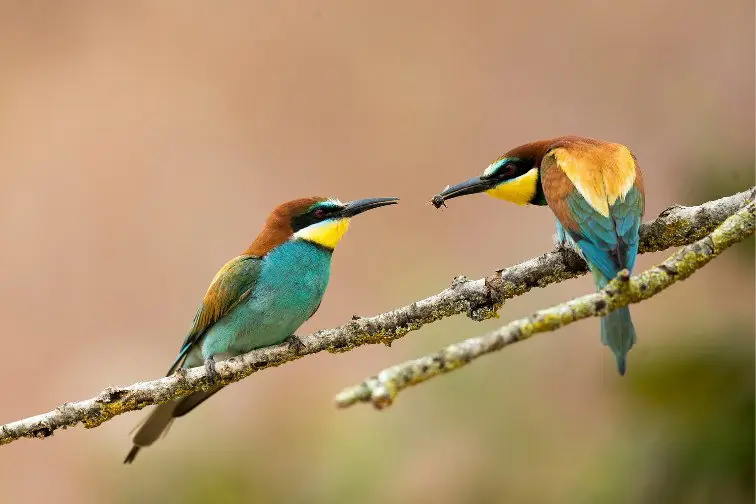 Vortrag über Naturfotografie — Emmen centrum, Emmen