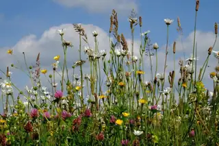 Lecture Jasper Helmantel: Native Wild Plants and Biodiversity