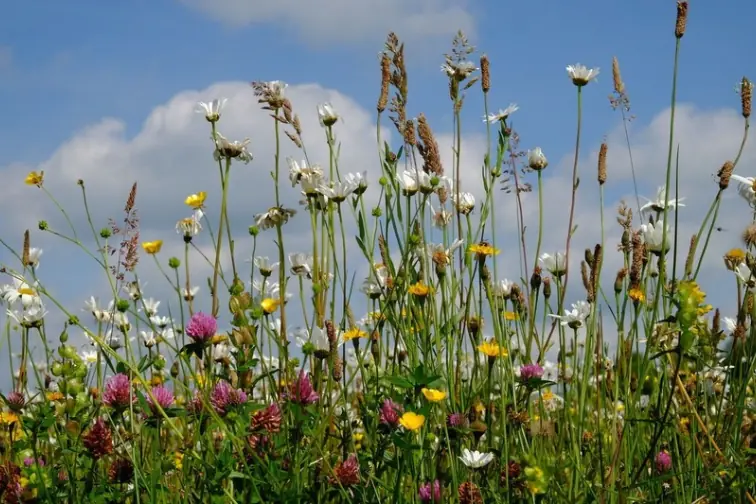 Vortrag Jasper Helmantel: Einheimische Wildpflanzen und Biodiversität — Emmen centrum, Emmen