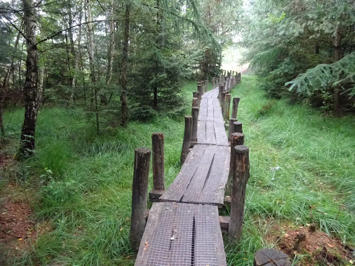 Wildkräuter-Sammelwanderung im Naturgebiet Lettelberterpetten — Hooilanden 12, Lettelbert