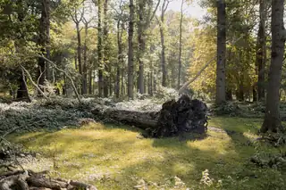 Den Wald vor Bäumen sehen!