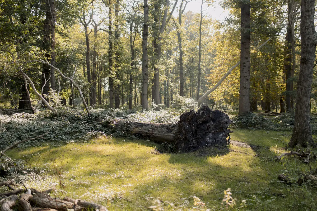 Door de bomen het bos zien! — Hoofdweg 96, Midwolda