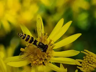 Exkursion - Auf Insektensuche / ABGESAGT. Der Spaziergang wird im Frühling neu geplant.