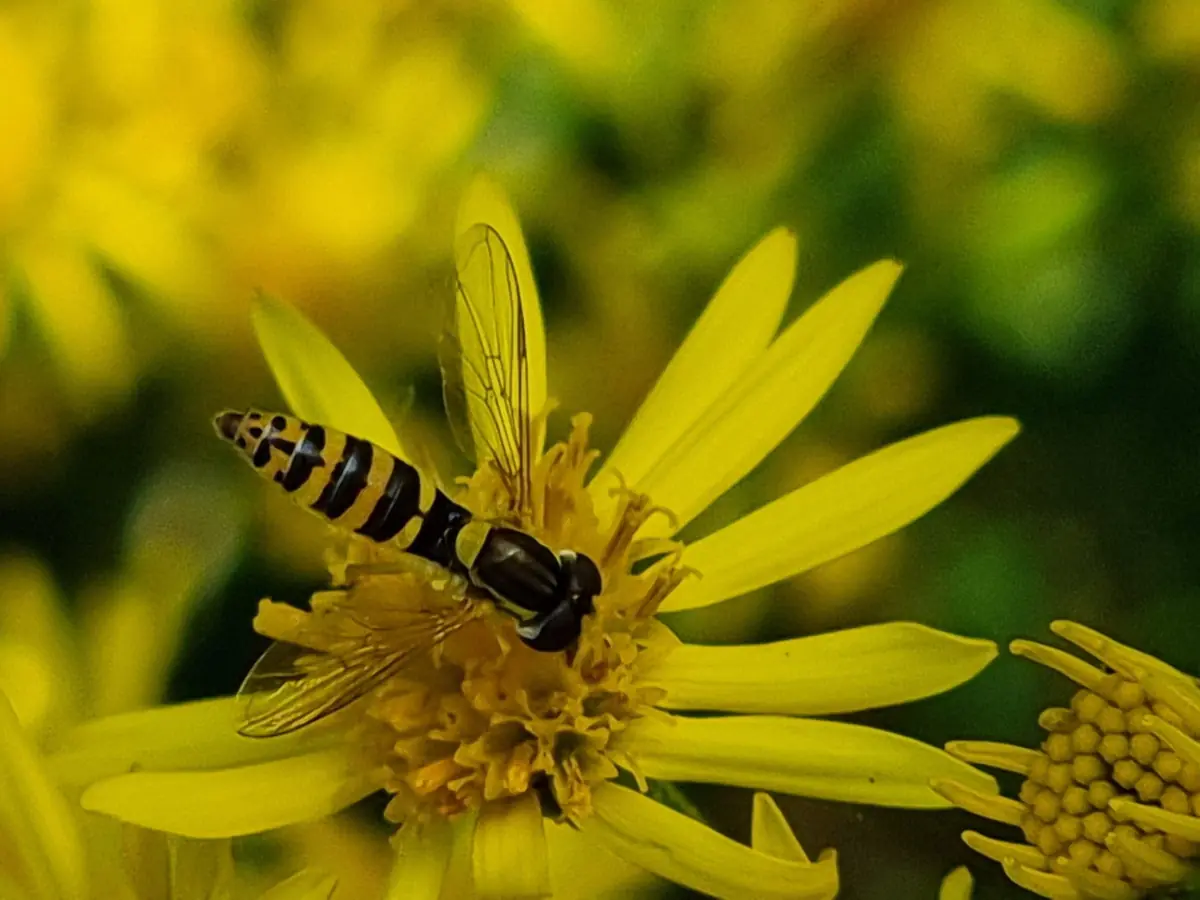 Excursie – Op zoek naar insecten/GEANNULEERD. In het voorjaar wordt deze wandeling opnieuw gepland. — Bourtange
