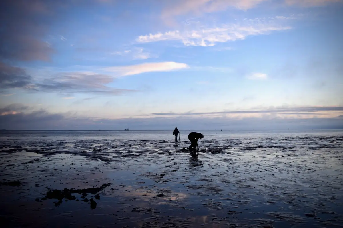 Mudflat walking and sailing/boating to Engelsmanplaat with a flat-bottomed boat — Lauwersoog