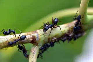 Auf der Suche nach Bodentieren und Krabbeltieren