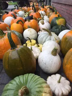 Pumpkin Market