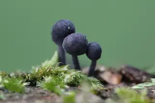 Mushroom Walk Meerwijk