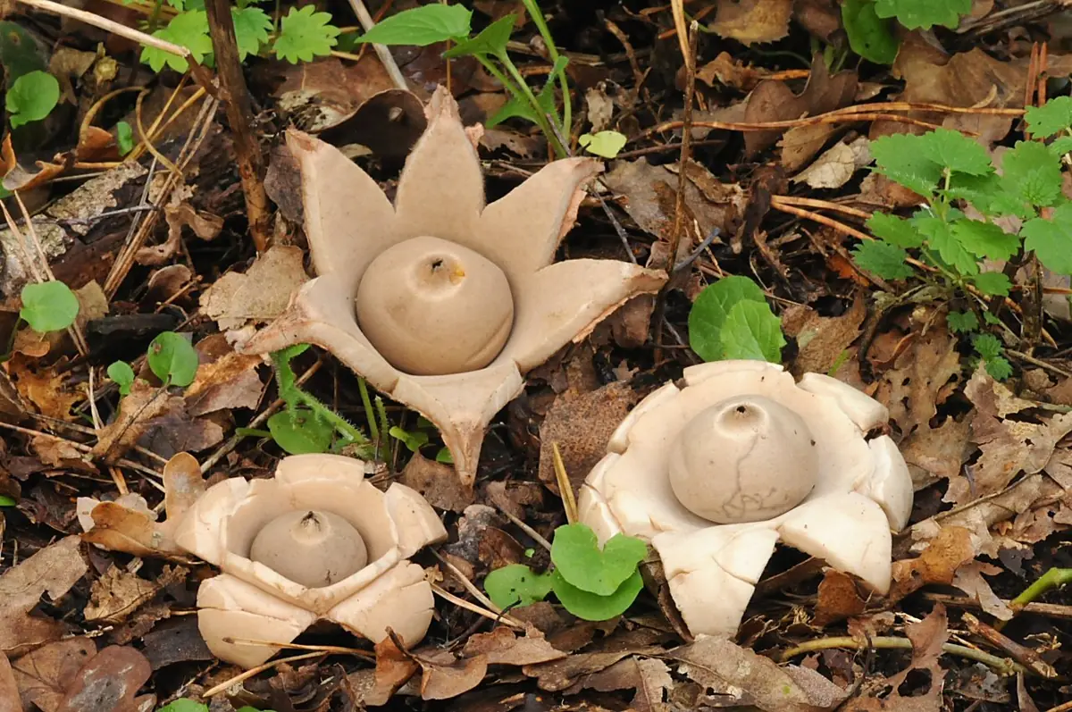 Short Mushroom Course IVN Geldrop in October — Geldrop