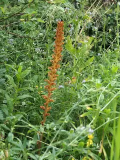Nature walk around Bremraap