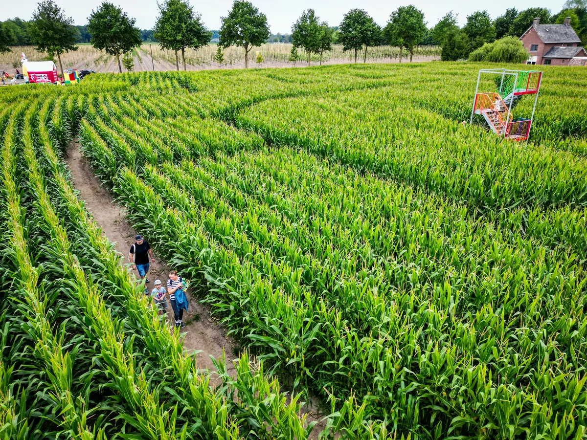 Verdwaal tussen de maïs bij Maïsdoolhof Udenhout — Udenhout