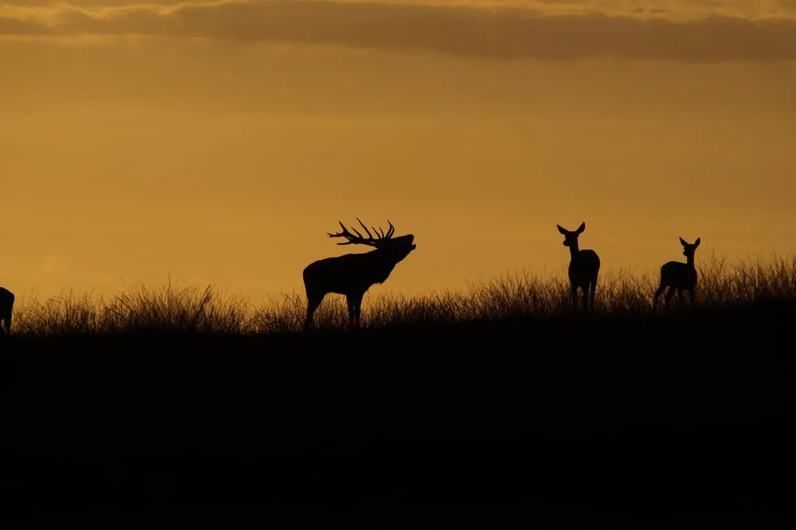Red Deer Rutting Excursion on Request — De Priesnitzhoeve, Laag-Soeren