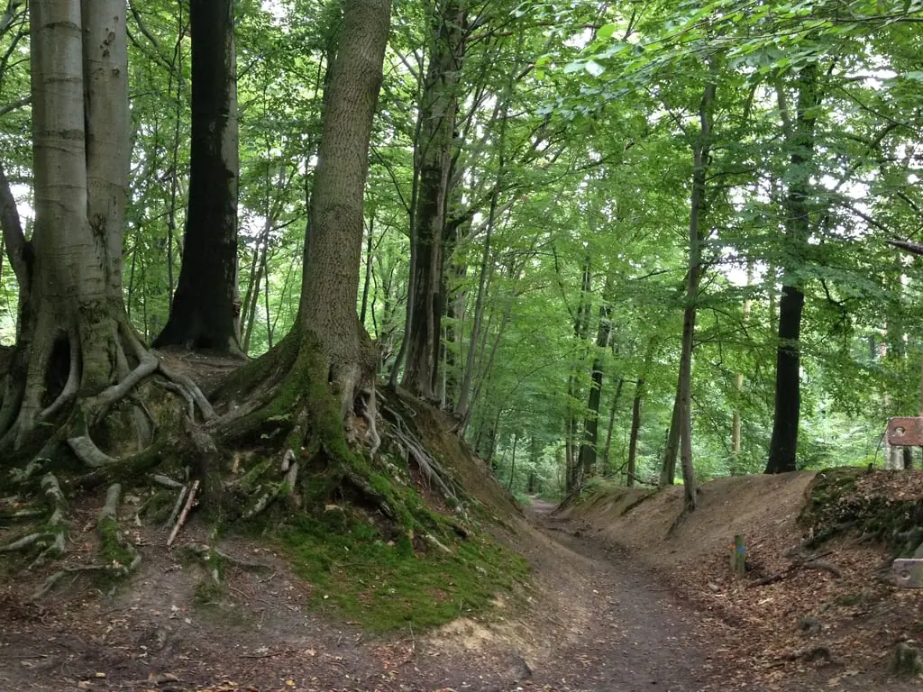 Waldbegehung Stammenderbos — Gasterie De Bokkereyer, Sweikhuizen