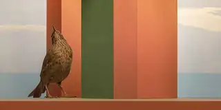 Vögel zwischen Kulisse und Wirklichkeit - Installationen von Hans van Asch