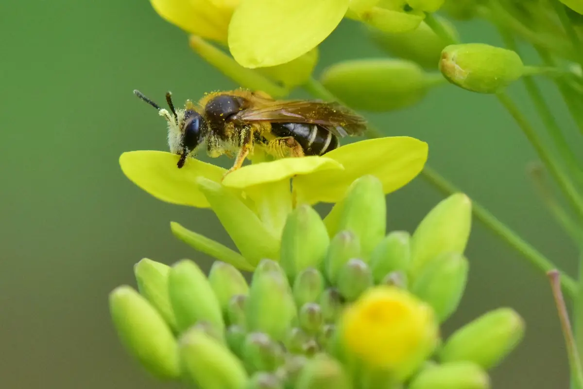 Nature Café: Flower-rich Dikes & Wild Bees — Natuurhistorisch Museum Rotterdam, Rotterdam