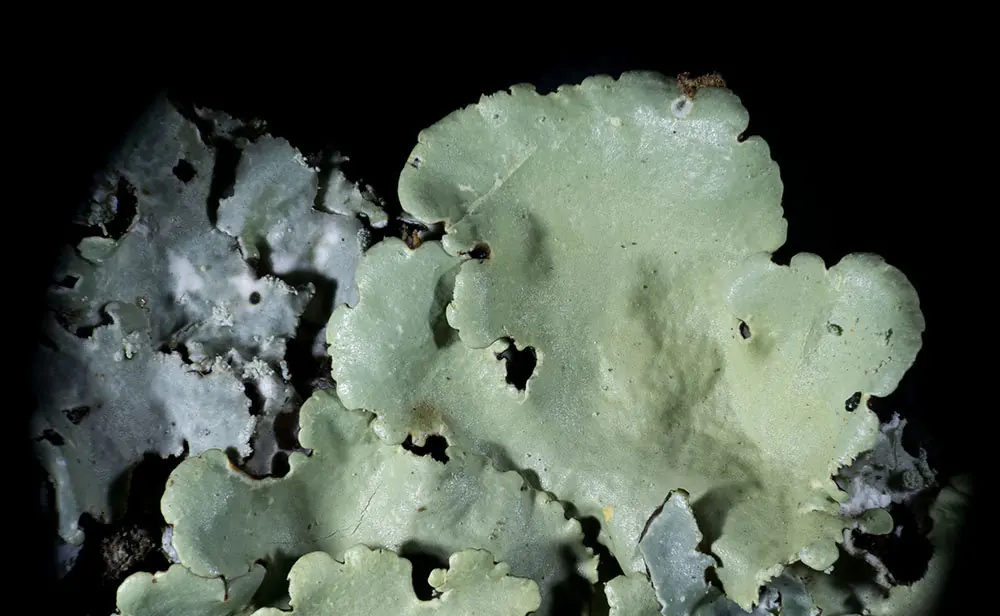 Complex Individuality - Lichens by Suzette Bousema and Ingeborg Klarenberg — Natuurhistorisch Museum Rotterdam, Rotterdam