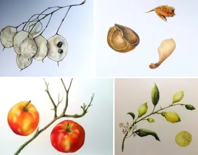 Course | Botanical Drawing — Bibliotheek Oegstgeest, Oegstgeest