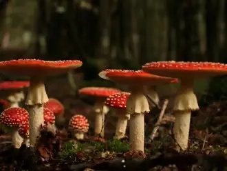 Admiring Mushrooms at Landgoed Oud Groevenbeek — Ermelo