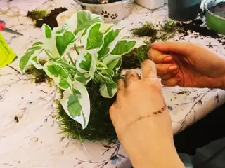 Kokedama-Workshop