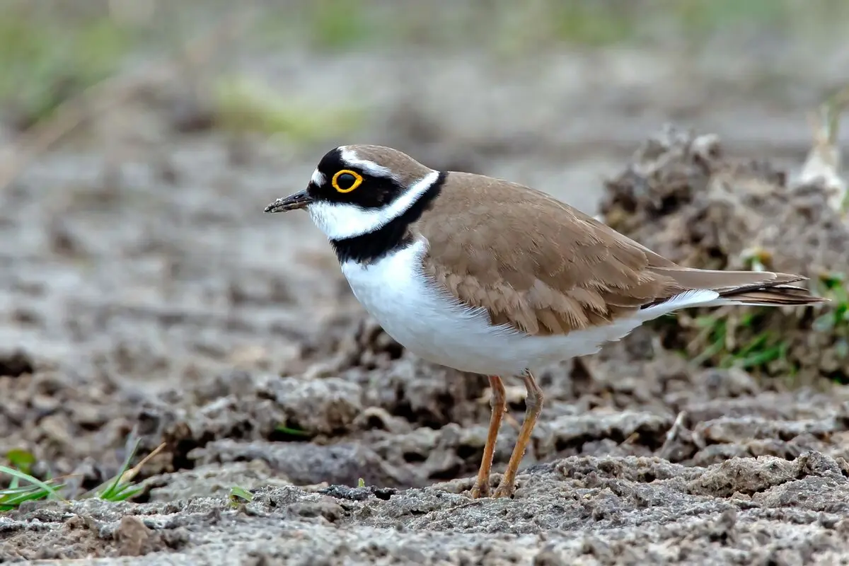 Bird Excursion During Autumn Migration — Termunten