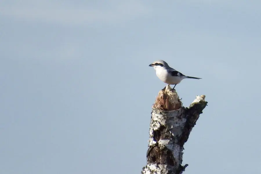 Migratory Birds in the Groote Peel — Ospel