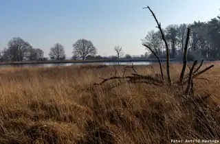 Baumwanderung Dwingelderveld ab Achter 't Zaand