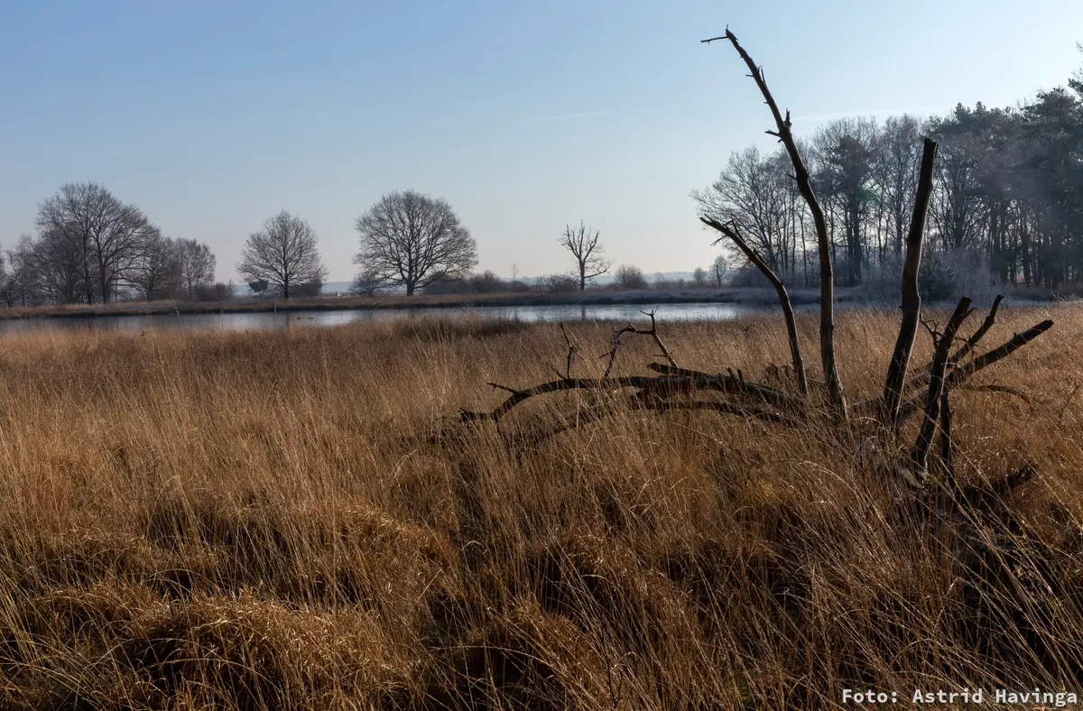 Baumwanderung Dwingelderveld ab Achter 't Zaand — Achter 't Zaand 4, Dwingeloo