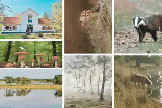 Lecture: 50 Years of Nature Management at Huis ter Heide