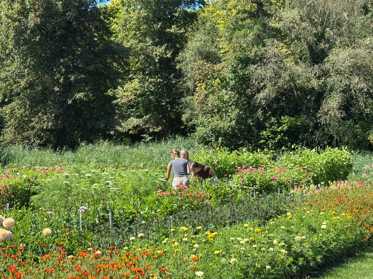 Blumensträuße selbst pflücken bei Buitenbloem! — Middelweg 1a, Delft