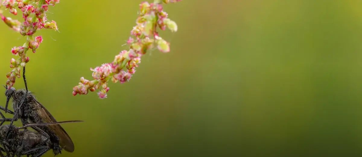 Lezing IVN Bedgeheimen van kleine dieren — De Nieuwe Burght, Oisterwijk