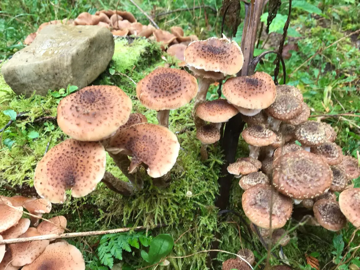Rondleiding 'paddenstoelen' — Landgoed Schovenhorst, Putten