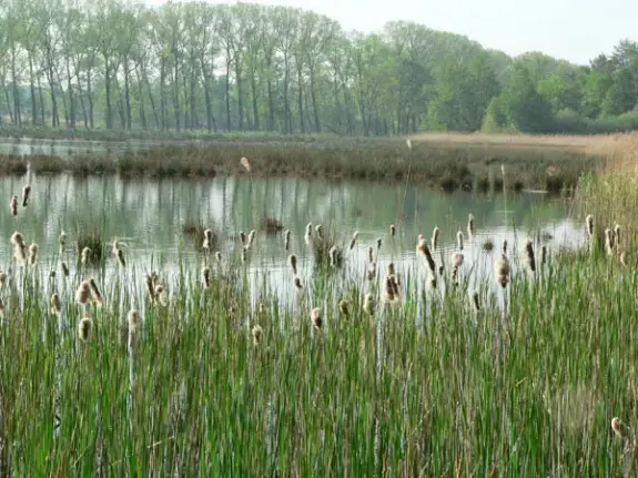 Valkenhorst auf Film und Fotos — IVN Natuur- informatiecentrum “de Paardestal, Geldrop