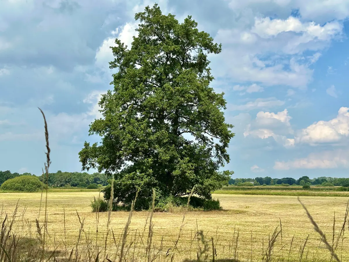 Celebrate the most beautiful tree of Westerwolde — Het MOW | Museum Westerwolde, Bellingwolde