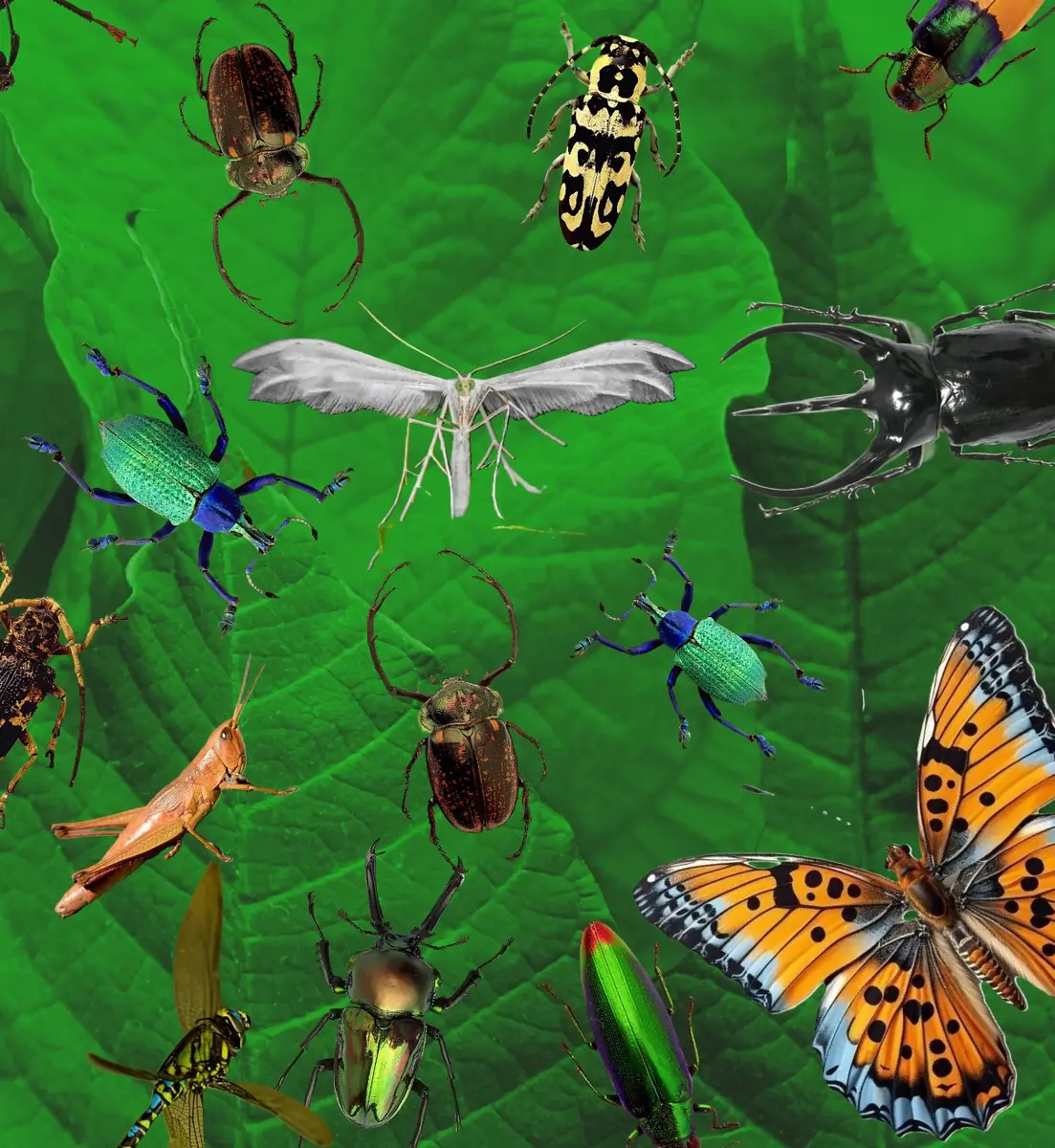 The Wonderful World of Insects Exhibition at Museum De Roos — Geertruidenberg