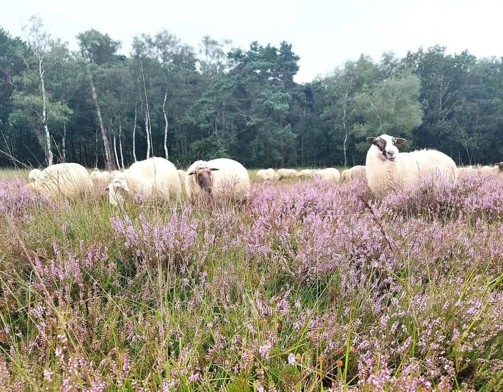 Ontmoet de schaapherder en boswachter op de Kampina — Parkeerplaats Huisvennen - Roond, Boxtel