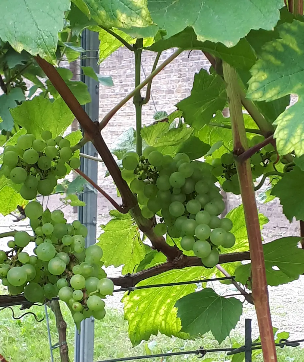 Vineyard Walk | Sint-Catharinadal Wine Estate — Sint-Catharinadal, Oosterhout