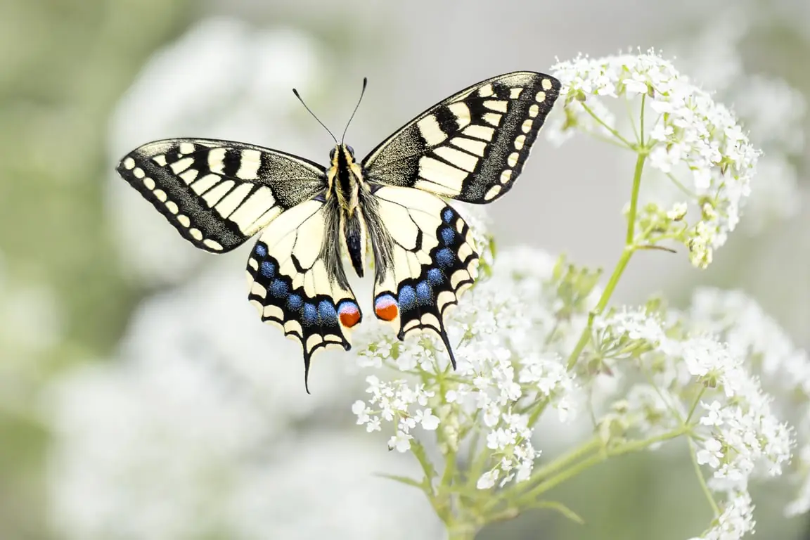 Lecture Kars Veling - Butterflies and Dragonflies — Kaleidoskoop Nieuwkoop, Nieuwkoop