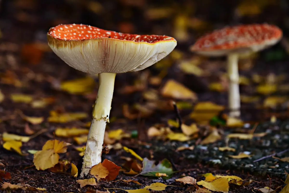 Mushroom Excursion at Natuurtuin Goffert — Nijmegen