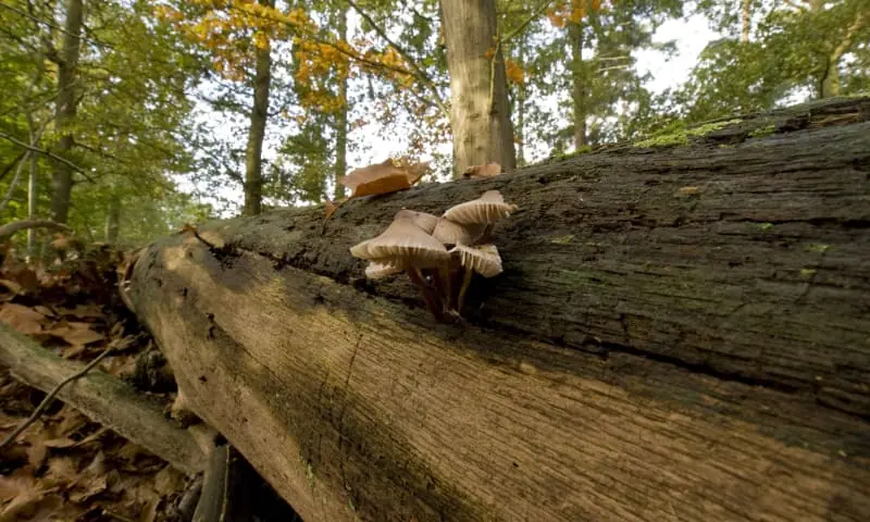 Mushroom Activity in the Oisterwijk Forests β Natuurpoort Bezoekerscentrum Oisterwijk, Oisterwijk